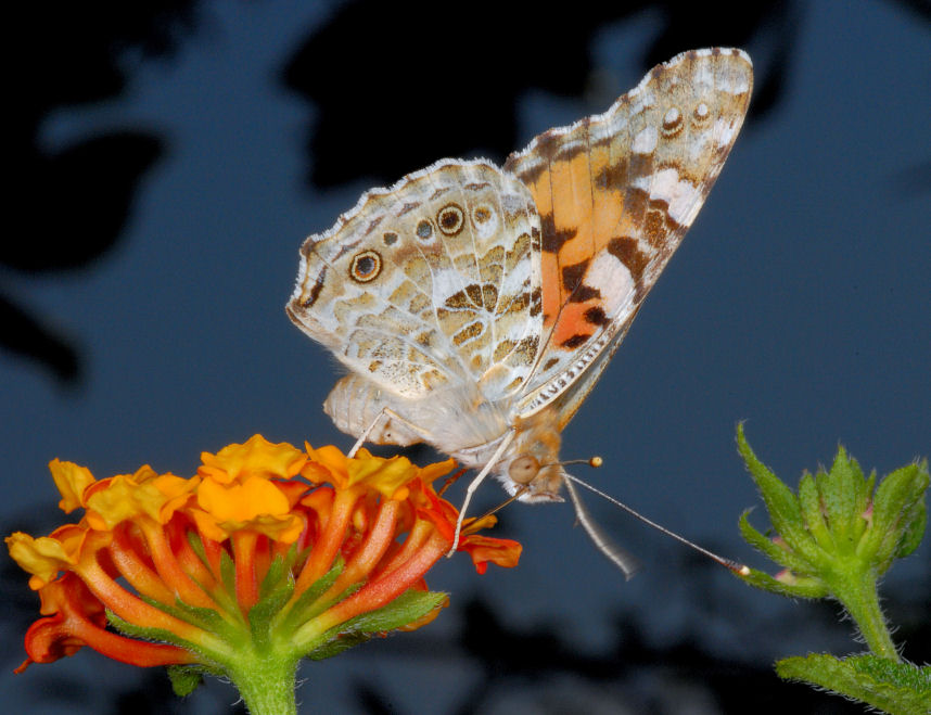Vanessa cardui sulle lantane